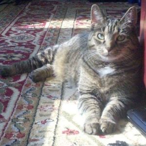 Meet your Posher, Joevolume